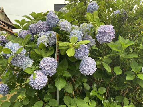 IMG_0202_B6740029.jpeg