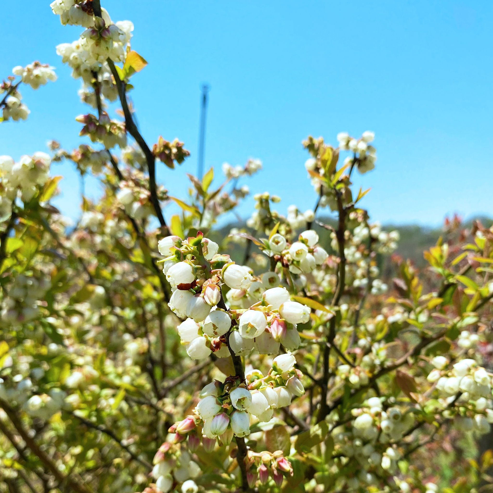 ファームではブルーベリーの花が見頃を迎えています☆彡