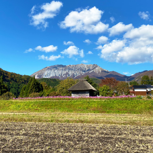 御机の茅葺小屋のコスモスが見頃を迎えています☆彡