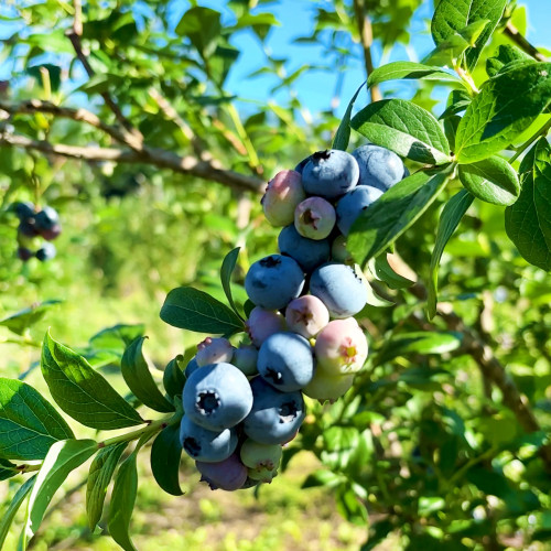 いよいよ明日オープンです☆彡写真はブルーレイ（Blueray）の現在の状況です^^