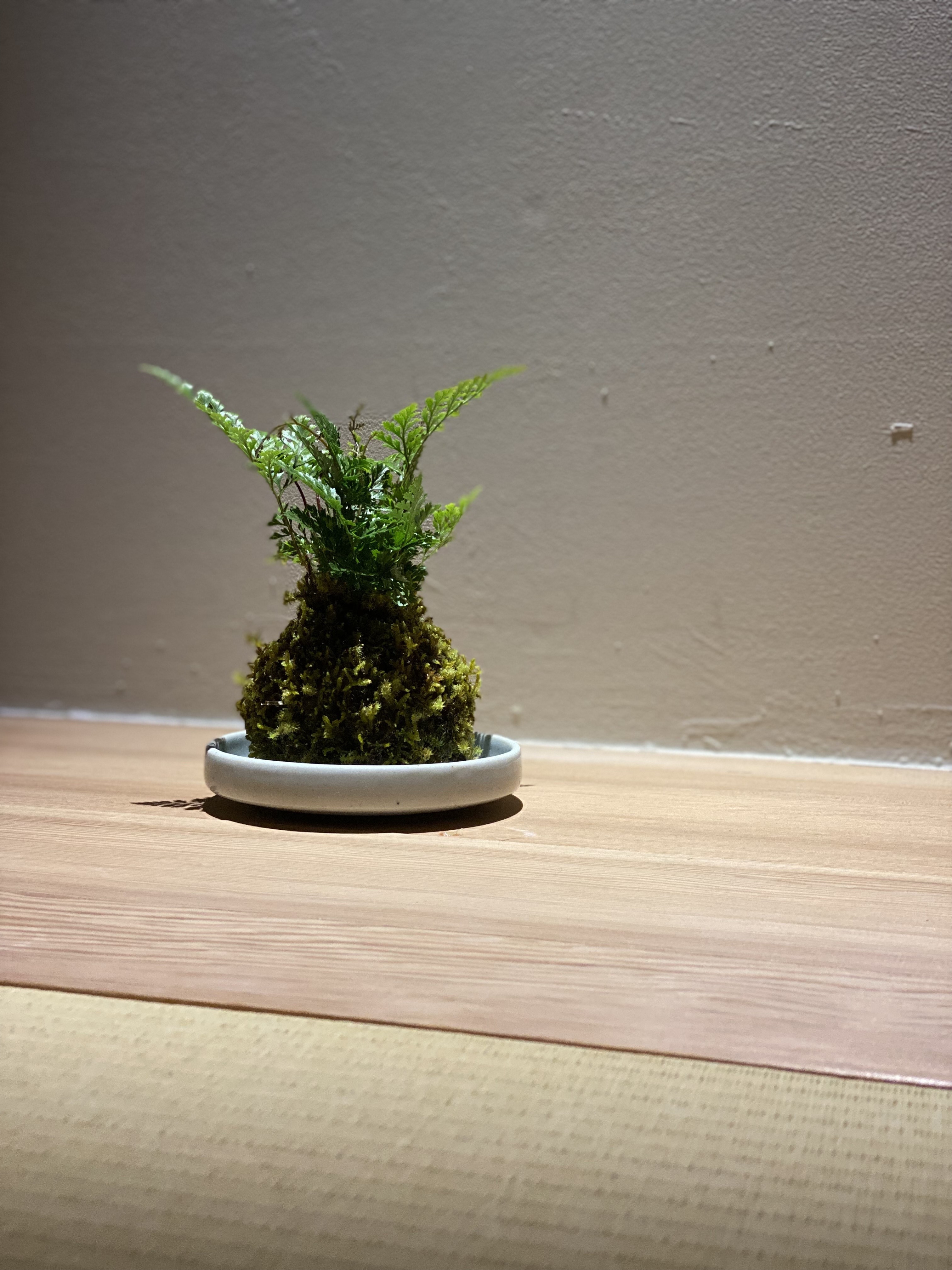 2025年5月10日＆11日 鷲澤商店 苔玉づくり＆苔テラリウムワークショップを開催します！