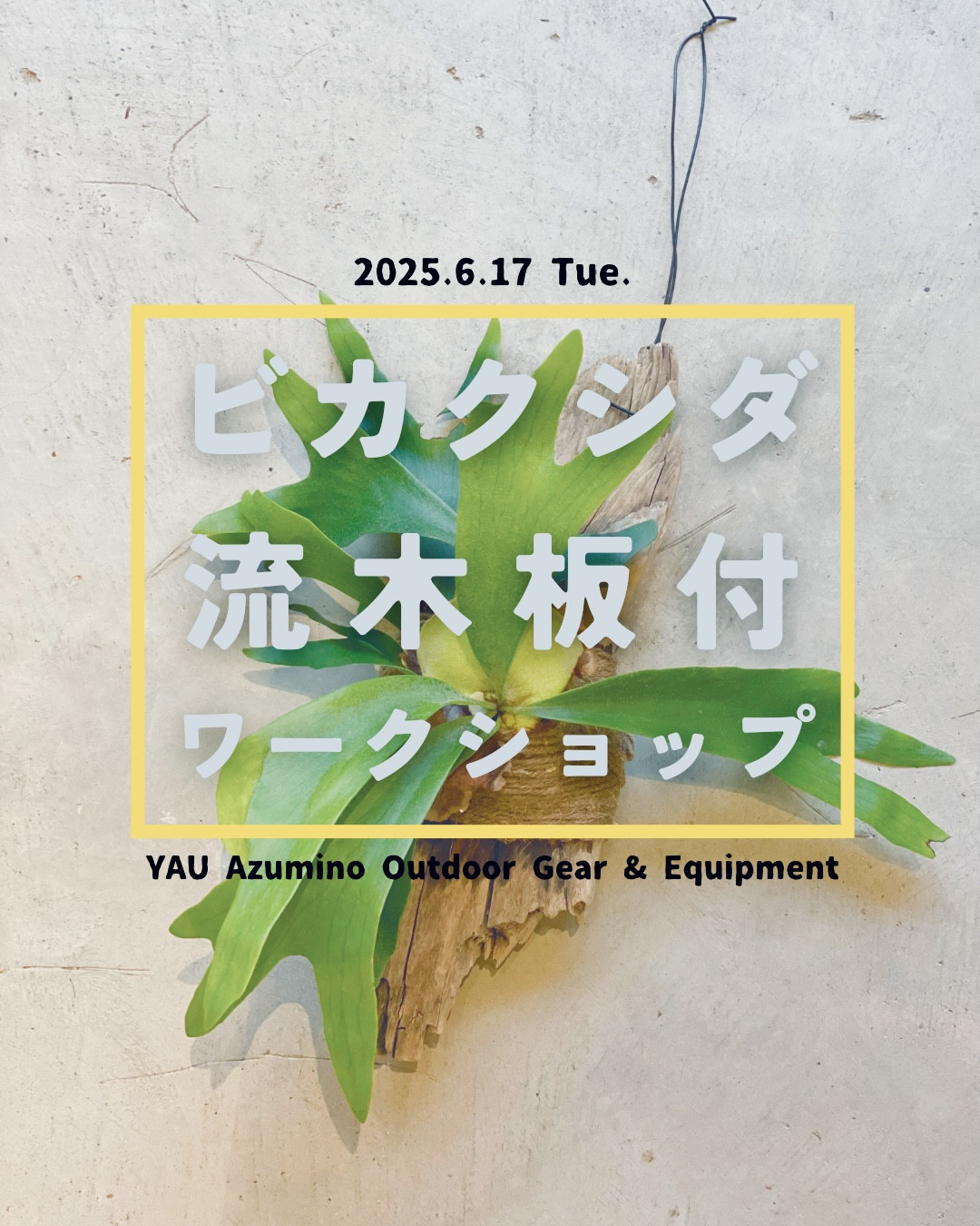 【鷲澤商店】ビカクシダ流木板付ワークショップを開催します！