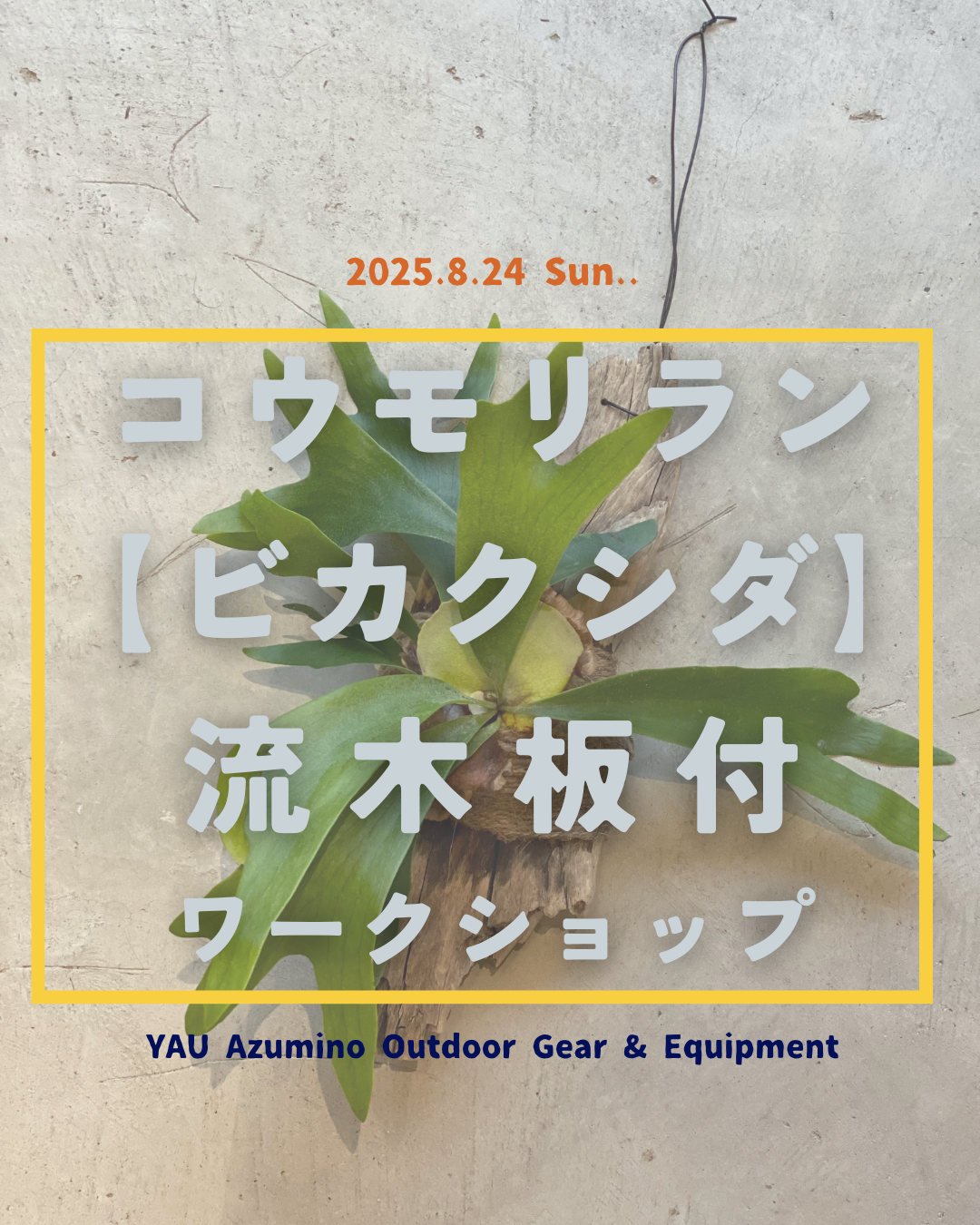 【鷲澤商店】コウモリラン（ビカクシダ）流木板付ワークショップを開催します！