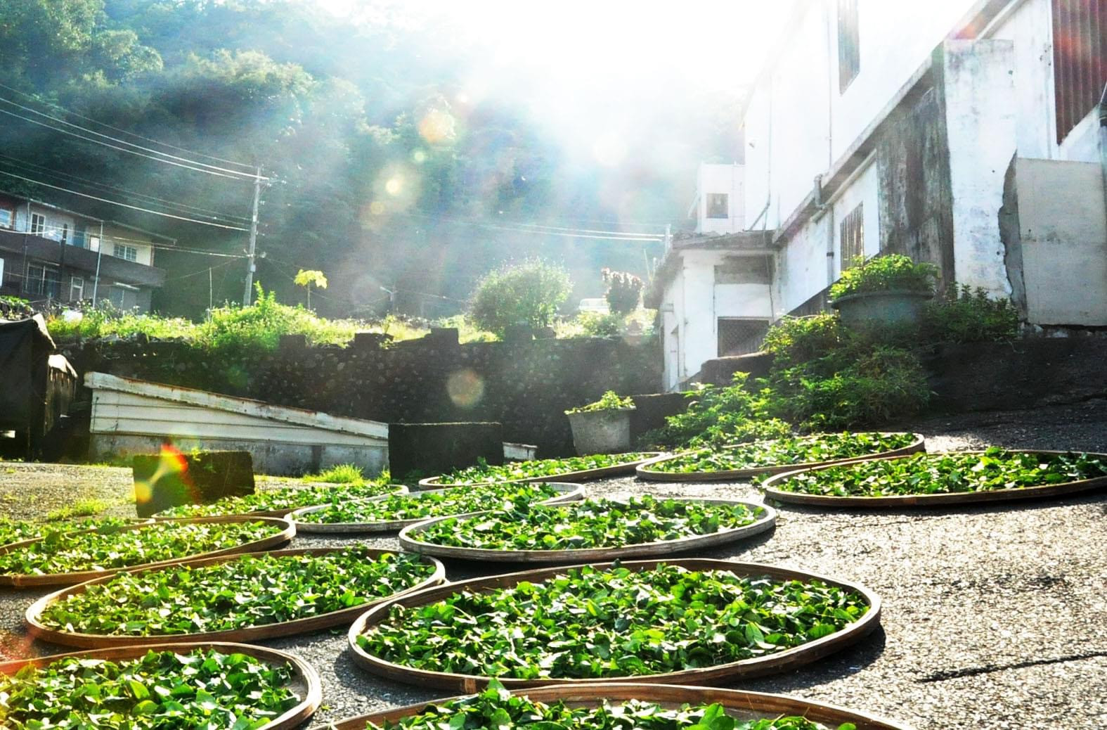 茶山の風景