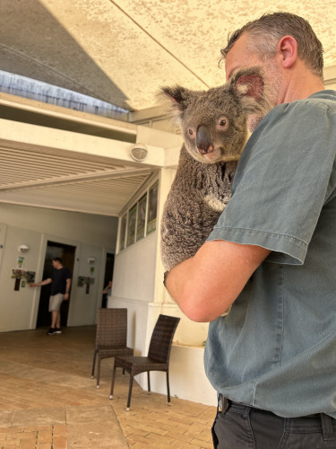 ケアンズ　コアラの　動物園内散歩