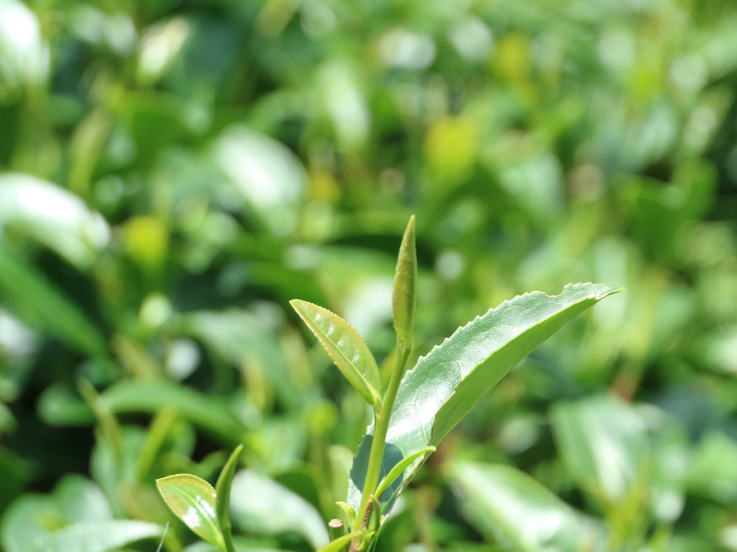 本日はお休みとなります