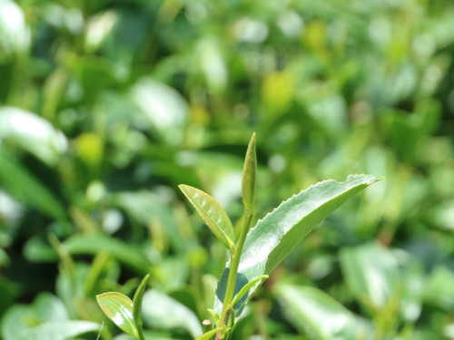 本日はお休みとなります