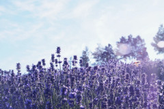 Untitled design.jpeg