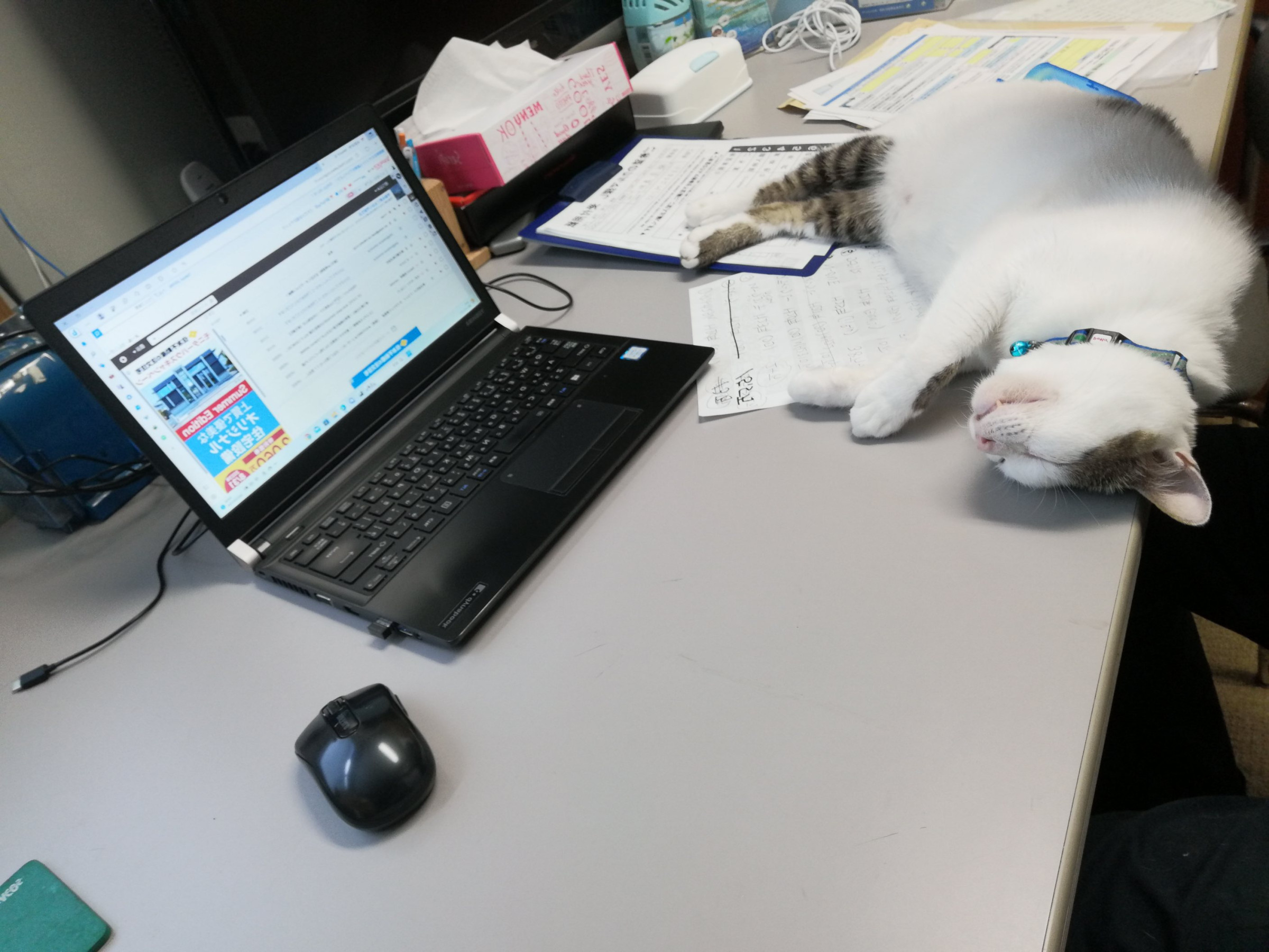ねこ店長の福太朗くんです。PC作業中たまに疲れて寝てしまいます(=^・^=)