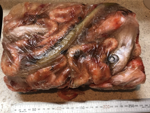 20250501未利用魚.jpg