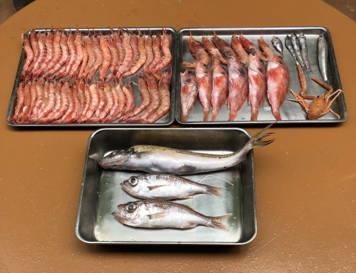 20250501未利用魚３.jpg