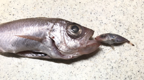 20250501未利用魚５.jpg