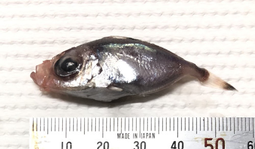 20250501未利用魚６.jpg
