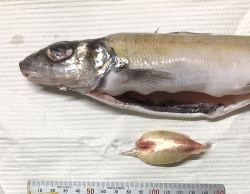 20250501未利用魚８.jpg
