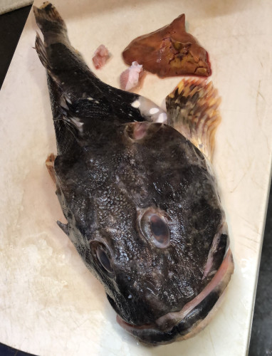 20250507未利用魚トゲカジカ（）.jpg