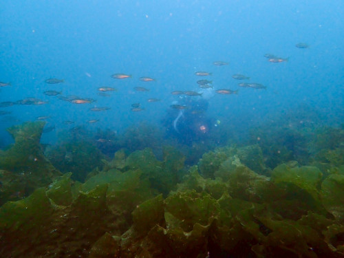 20250524平沢海底風景.jpg