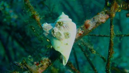 20251018黄金崎貝中はヤドカリ外はフジツボ (2).JPG