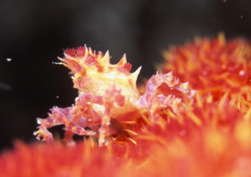 コピー ～ イソコンペイトウガニjnp2400.jpg