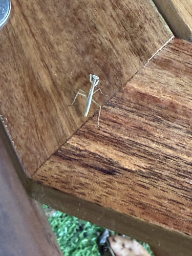 20260608カマキリ幼体.jpg