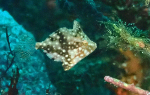20260829IOP1.JPG