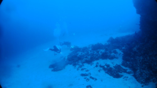 20260912IOP1の根先端.jpg