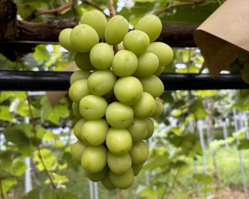 シャインマスカットの収穫スタート
