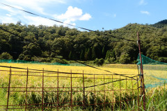 杉山尚幸【大切な実り】.jpg