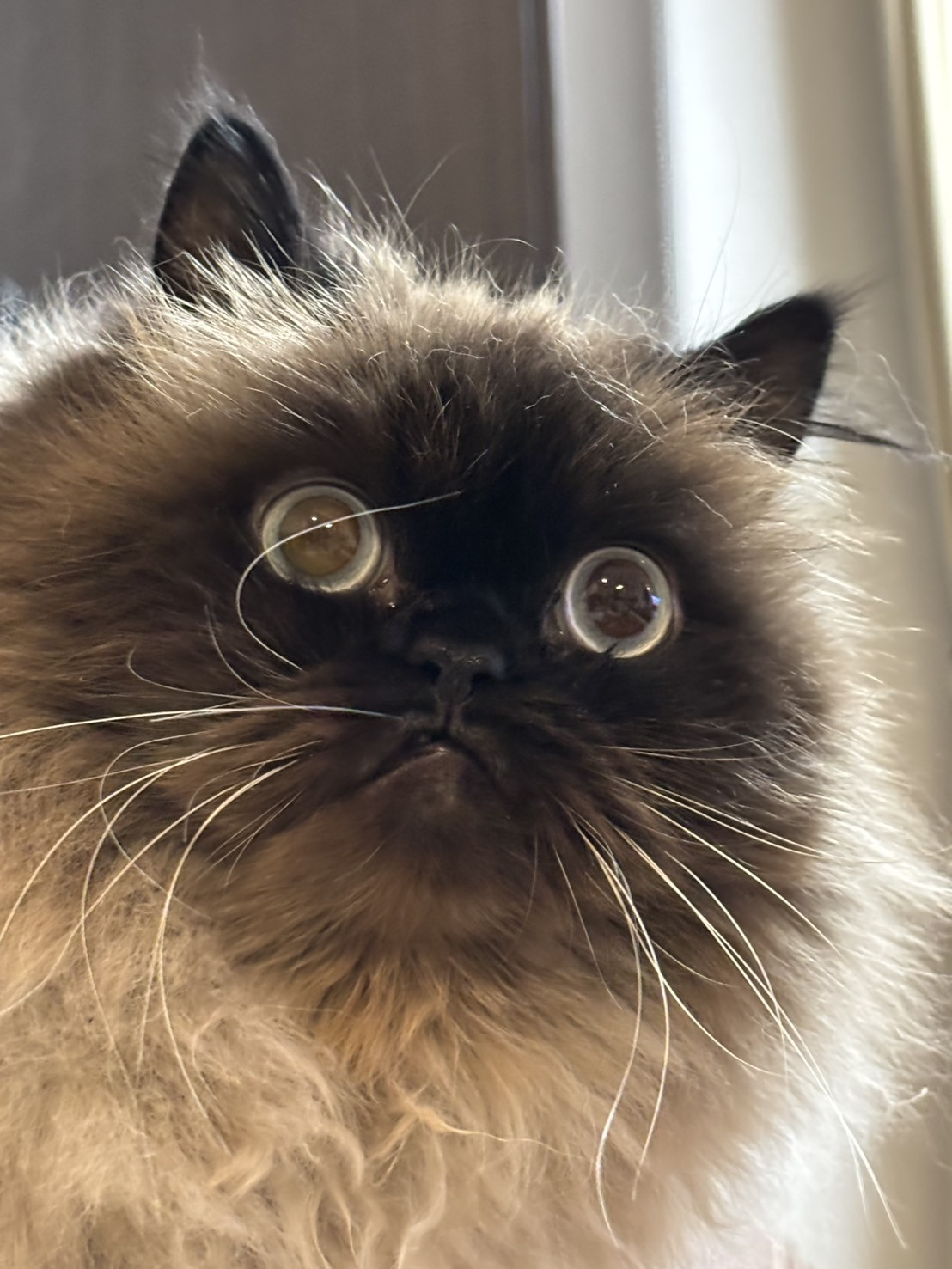 初回登録料（お打ち合わせ、カルテ作成料）2,200円