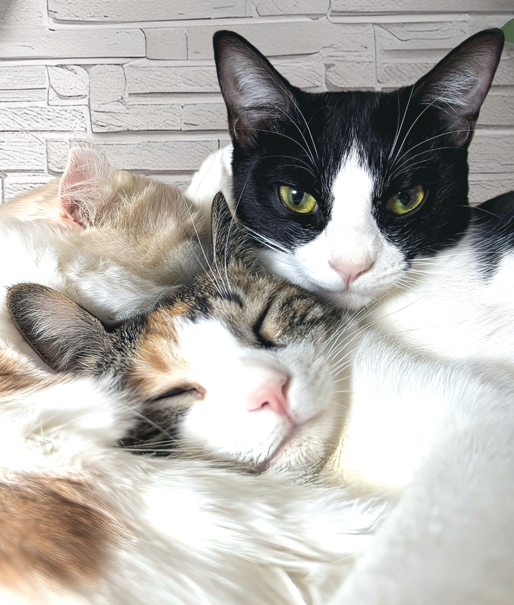 ねこ様基本コース　1回45分　3,850円＋交通費