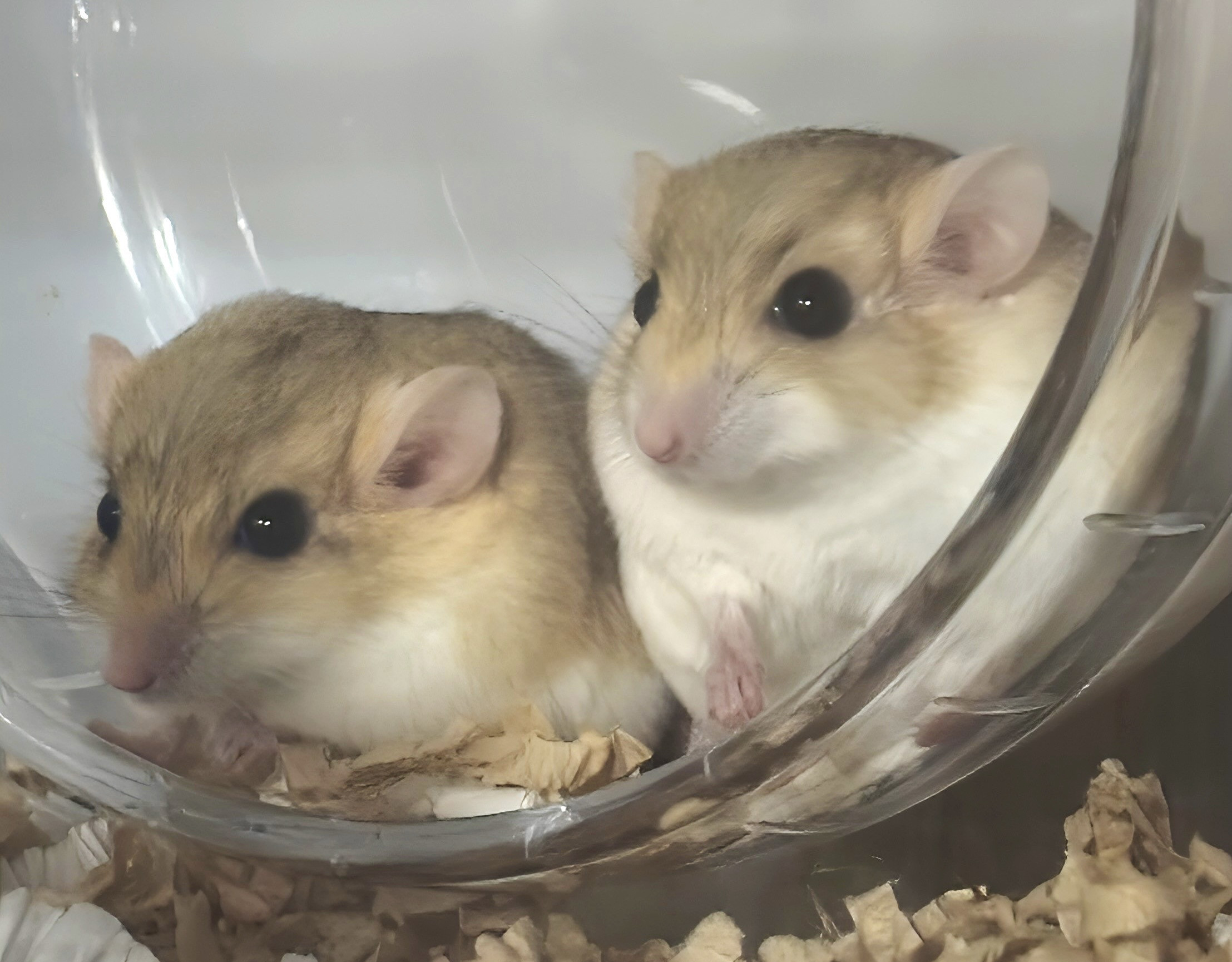 小動物基本コース１匹からご利用しやすくなりました。