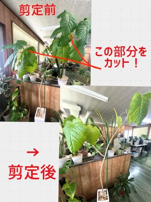 勝田支店は緑がたくさん