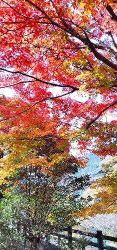 紅葉が見頃です！