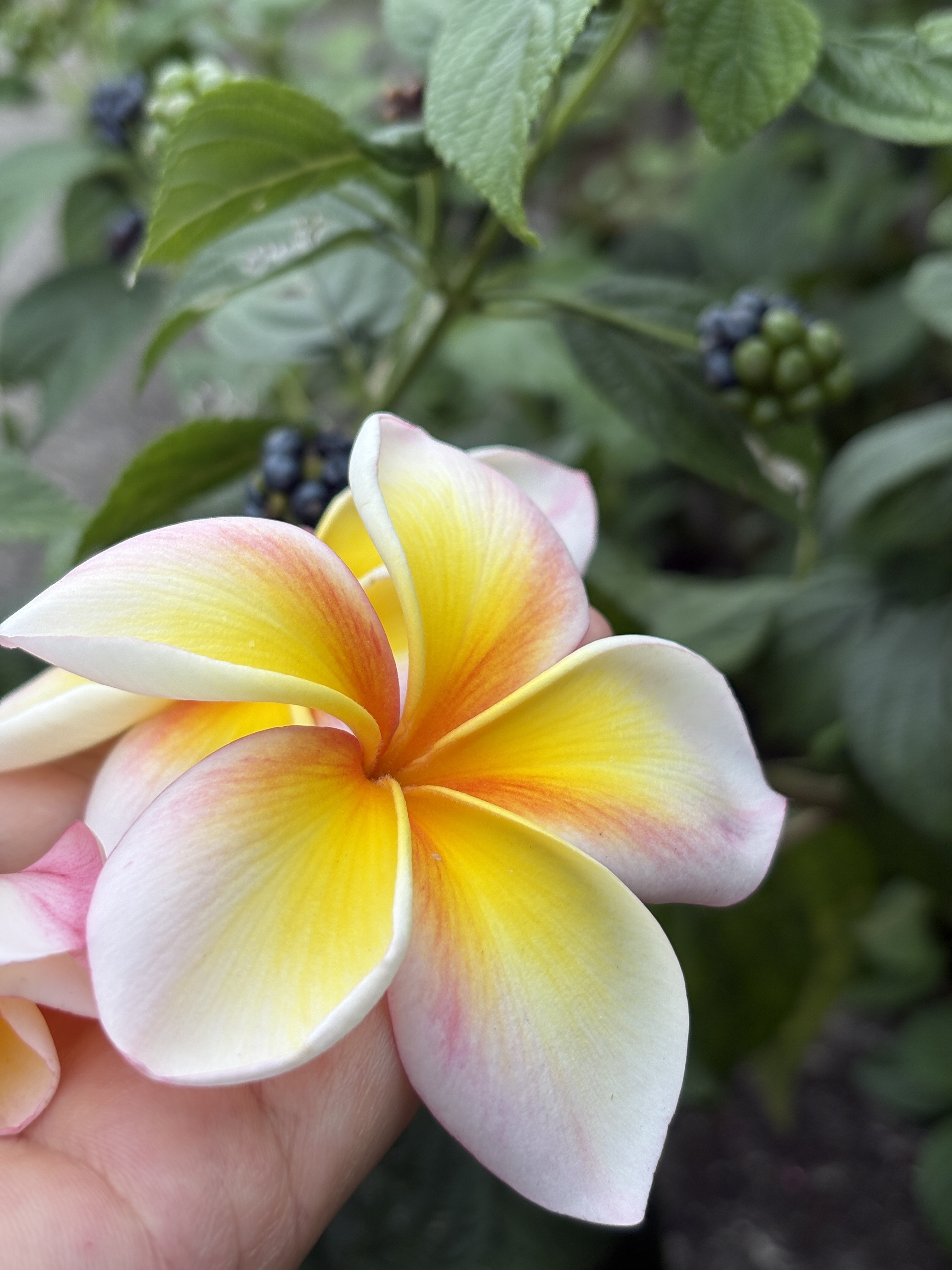 manaオリジナルブレンド精油３種の販売開始「宙そら」「華はな」「杜もり」