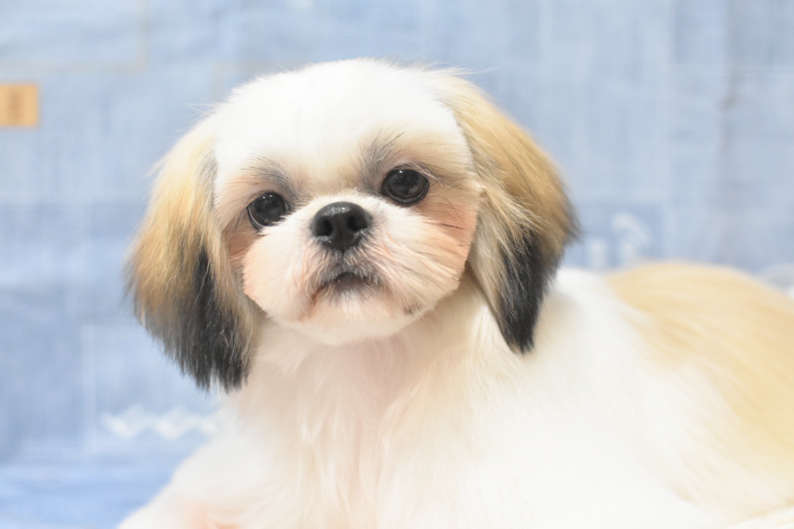 【2025.4.2生】青リボンくん