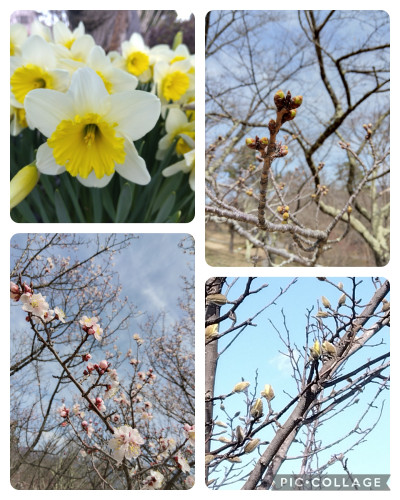 Collage_2024-04-03_11_53_21.jpg
