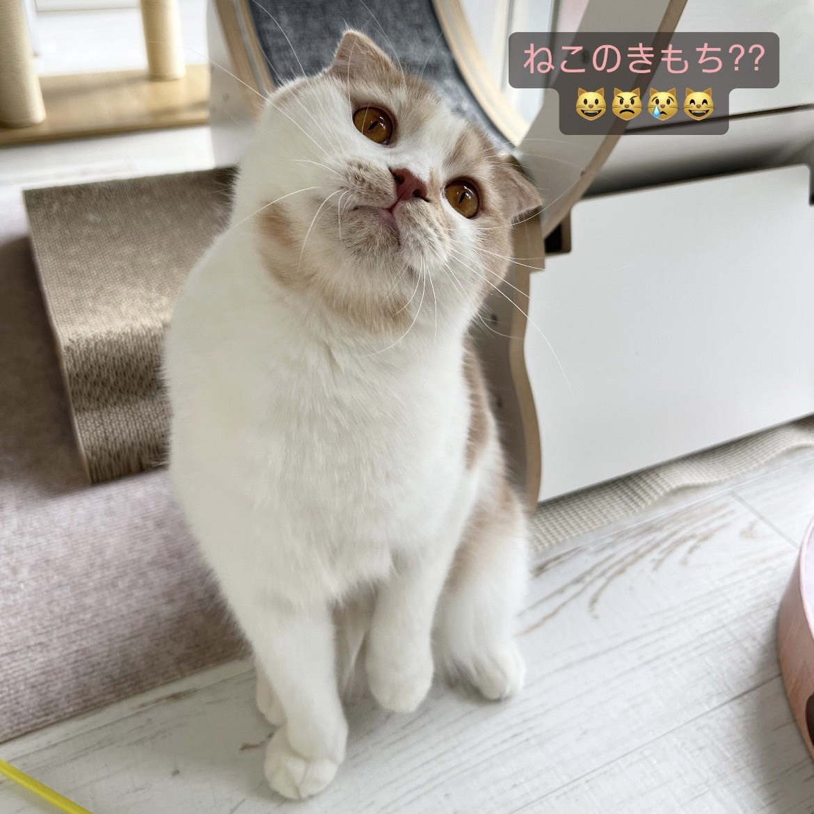 1/10号 ねこのきもち広告掲載😺