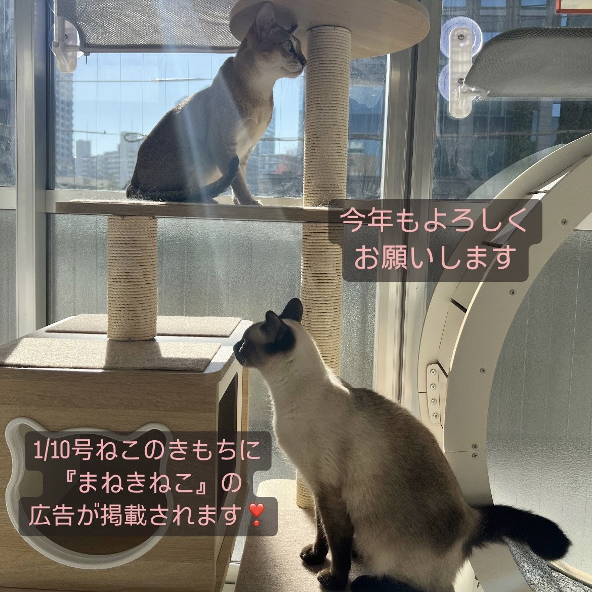 今年も宜しくお願い申し上げます😺