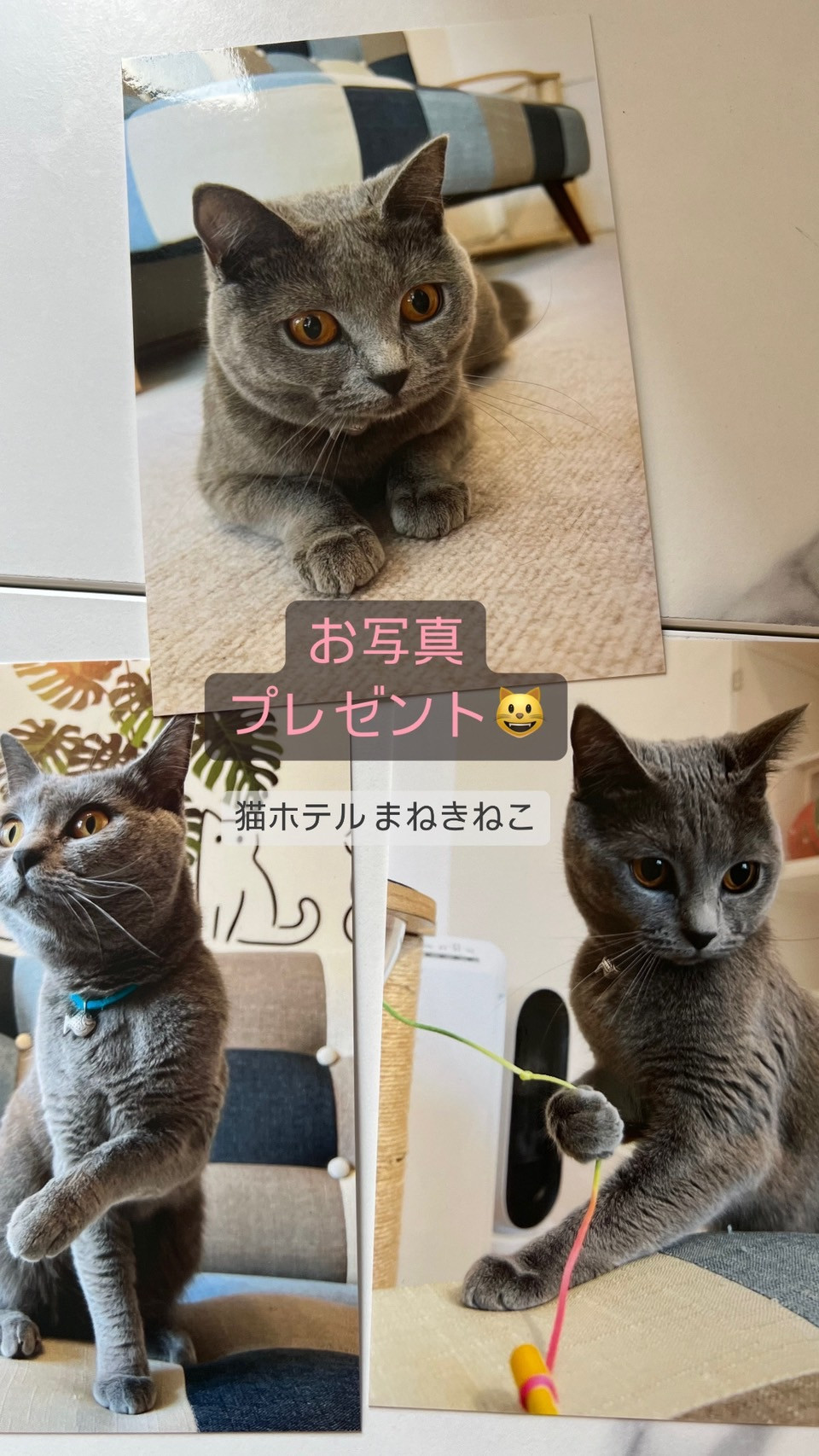 可愛いお客様😺にプレゼント❣️      😸東京猫ホテル まねきねこ