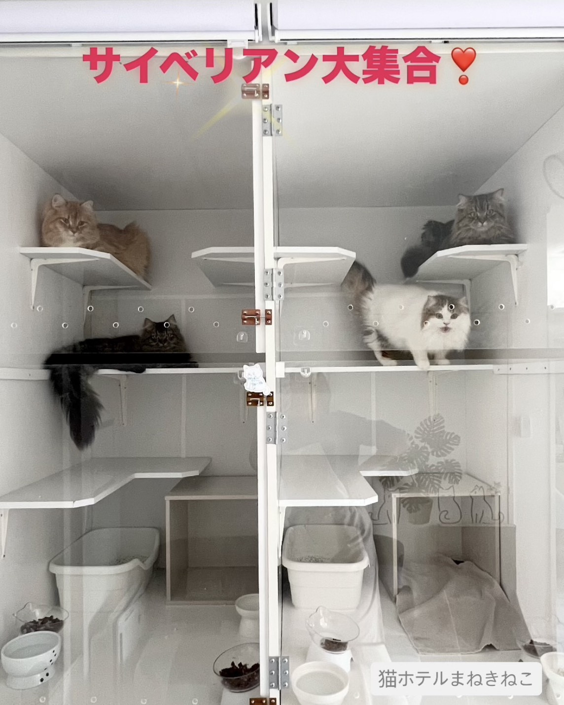 line_oa_chat_260611_114629.jpeg