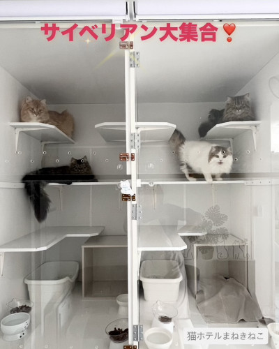 line_oa_chat_260611_114629.jpeg