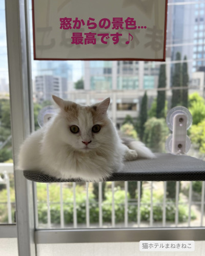 line_oa_chat_260611_114633.jpeg