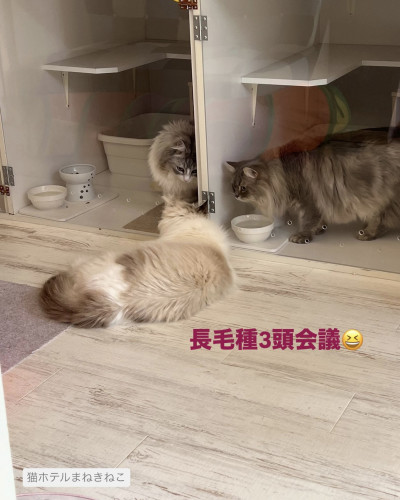 line_oa_chat_260611_114640.jpeg
