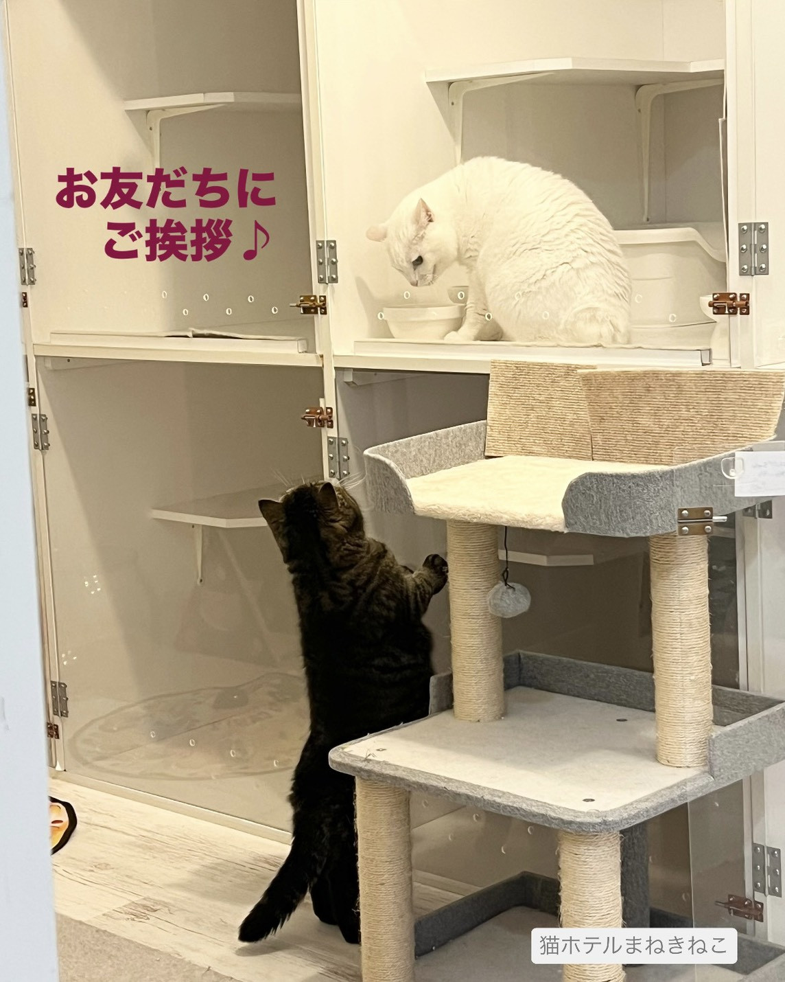 line_oa_chat_260611_114646.jpeg