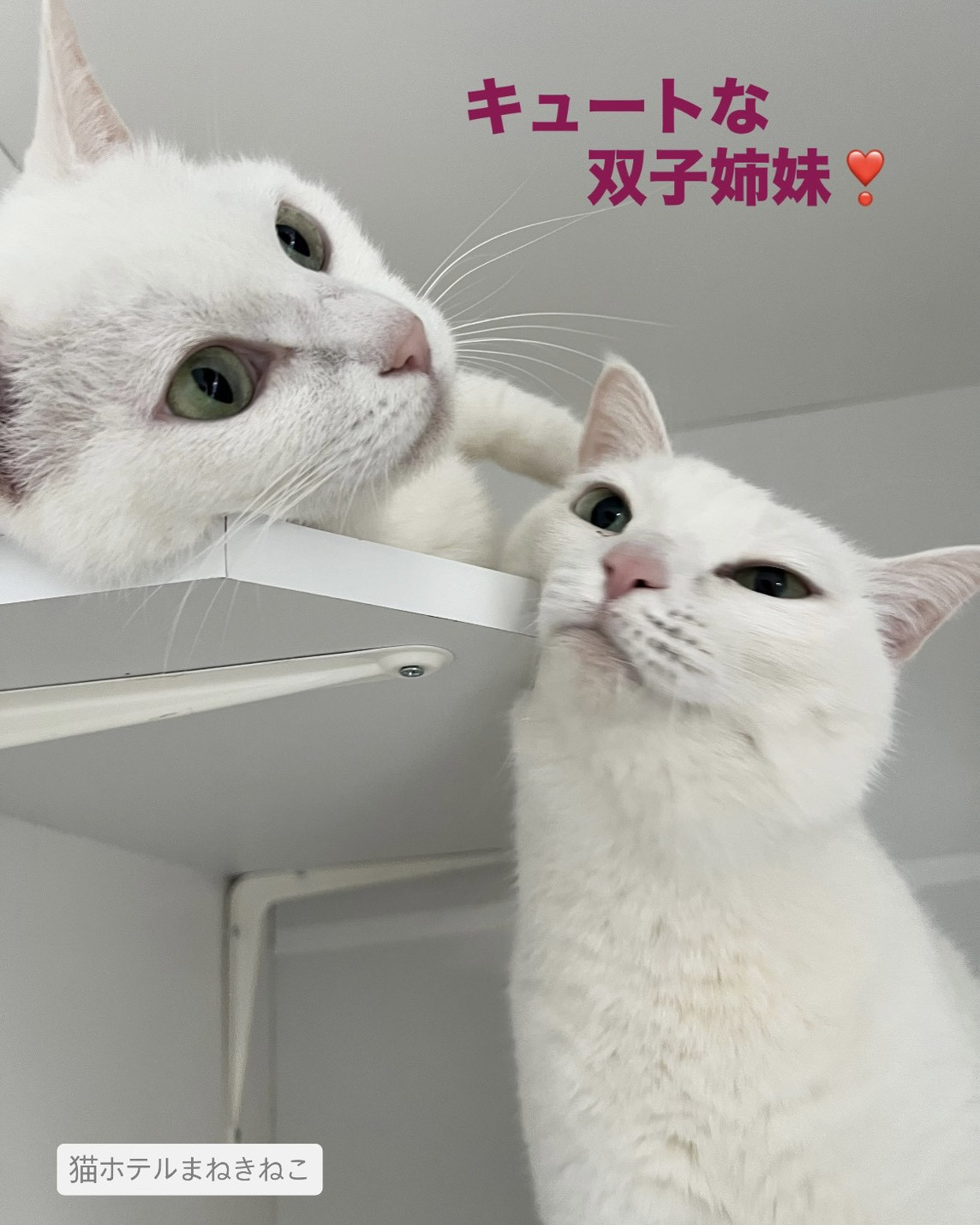 line_oa_chat_260611_114650.jpeg