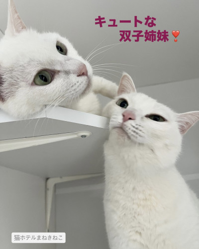 line_oa_chat_260611_114650.jpeg