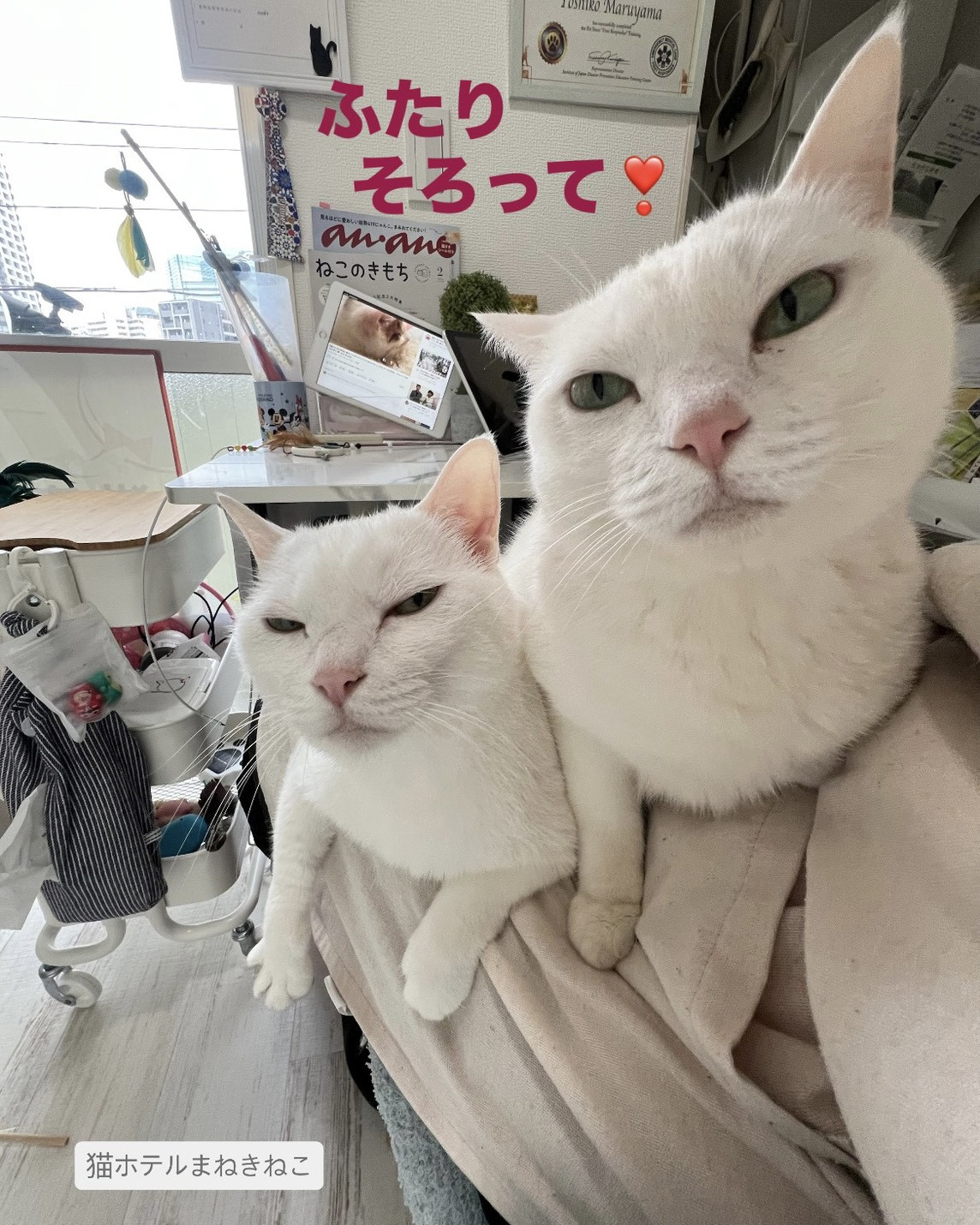 line_oa_chat_260611_114652.jpeg