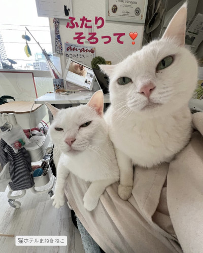 line_oa_chat_260611_114652.jpeg