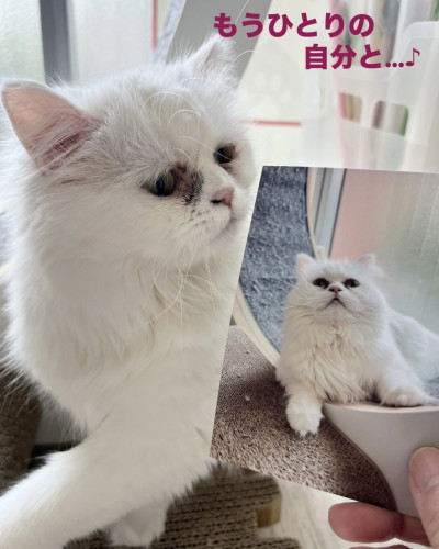 line_oa_chat_260611_114838.jpeg