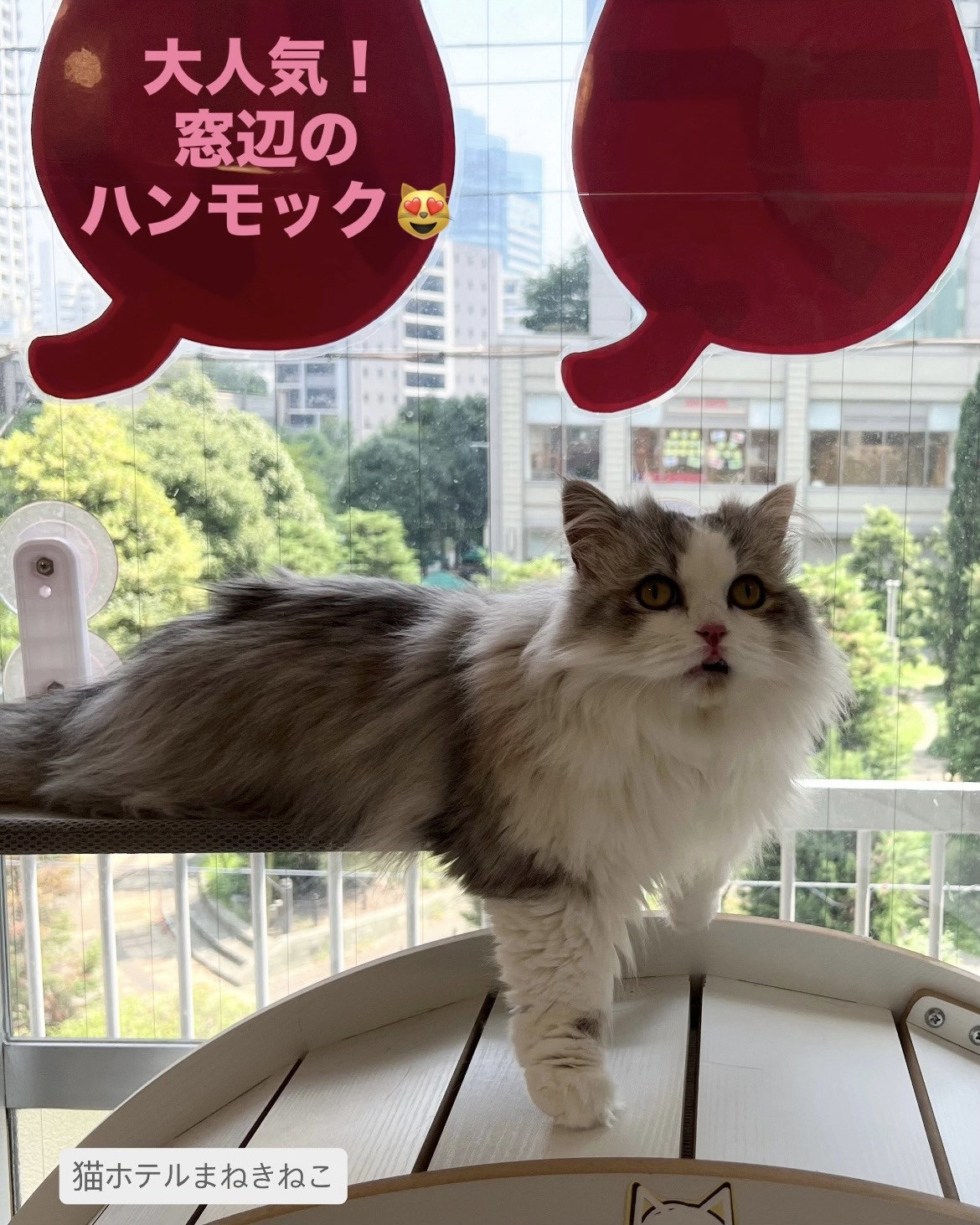 line_oa_chat_260724_120032.jpeg