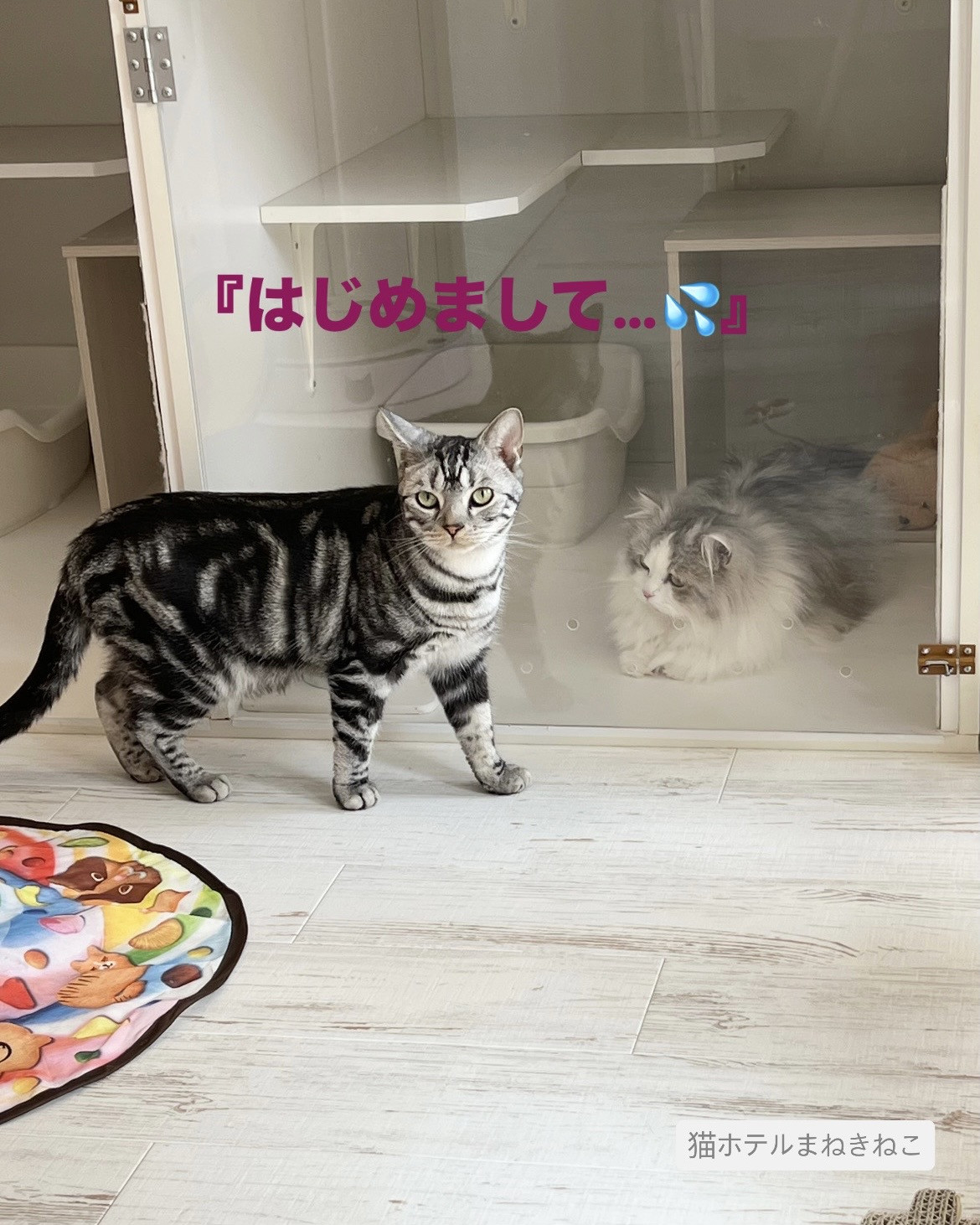 line_oa_chat_260731_100939.jpeg
